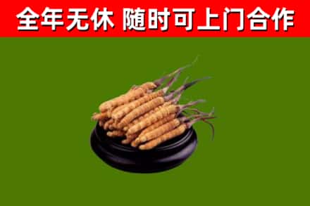 蓬莱回收散虫草