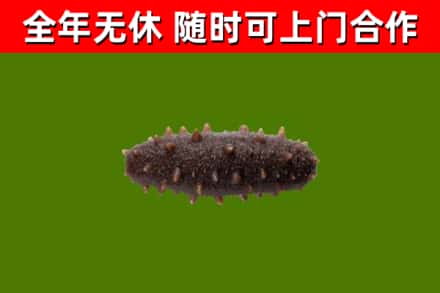 蓬莱回收海参干